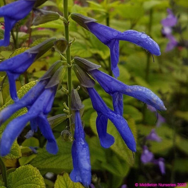 Salvia guaranitica ‘Super Trouper 2 compress