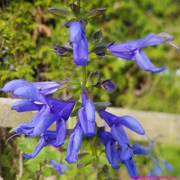 Salvia guaranitica ‘Super Trouper 3 compress