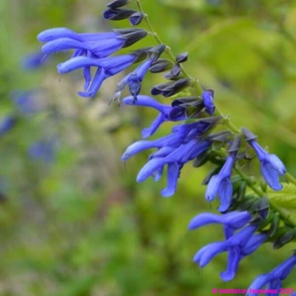 Salvia guaranitica ‘Super Trouper 4 compress