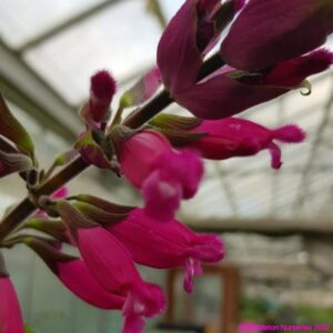 Salvia involucrata ‘Bethellii 1.v2 compress