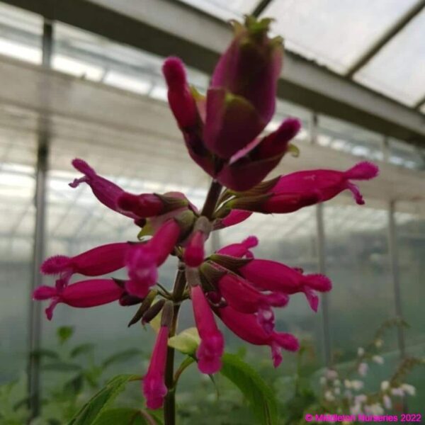 Salvia involucrata ‘Bethellii 2.v2 compress