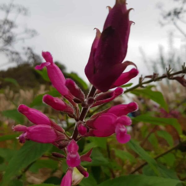 Salvia involucrata ‘Bethellii 3 scaled
