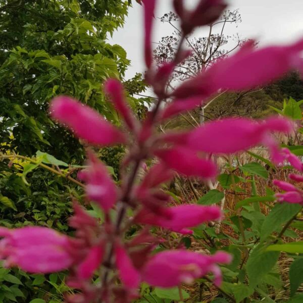 Salvia involucrata ‘Bethellii 4 scaled