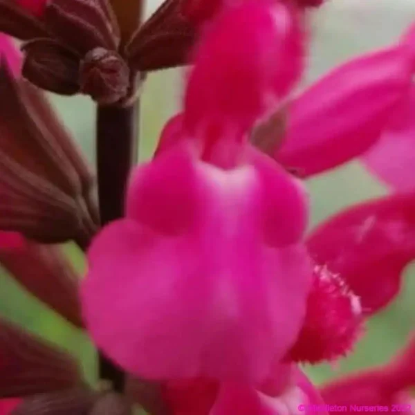 Salvia involucrata Mulberry Jam 1 1 compress Copy compress
