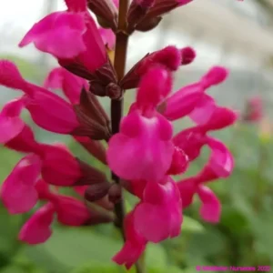 Salvia involucrata Mulberry Jam 1 1 compress compress