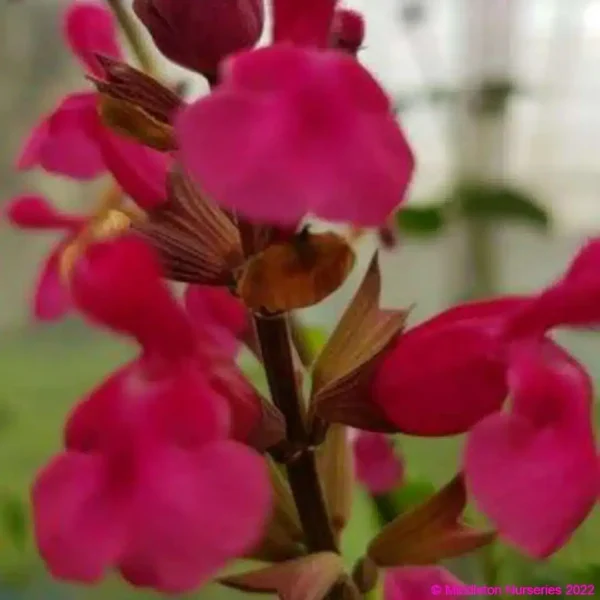 Salvia involucrata Mulberry Jam 2 1 compress compress