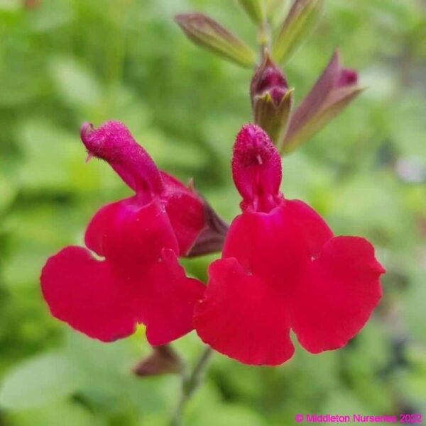 Salvia microphylla ‘Heatwave Blaze 1 compress