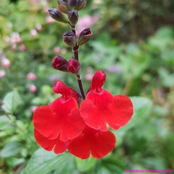 Salvia microphylla ‘Heatwave Blaze 2 compress
