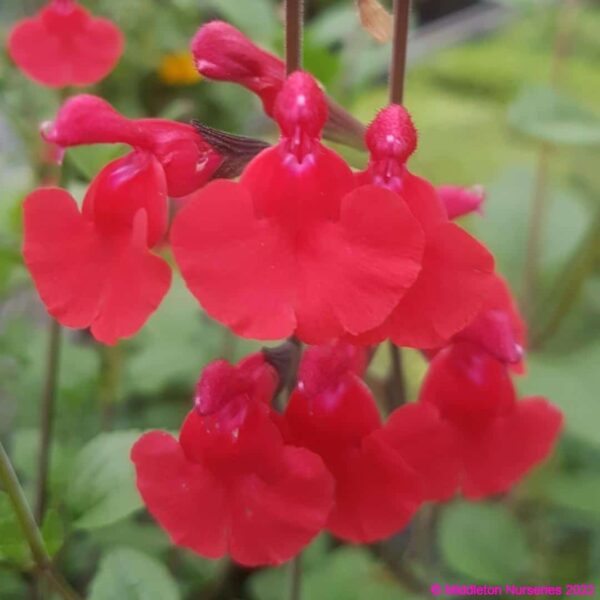 Salvia microphylla ‘Heatwave Blaze 3 compress