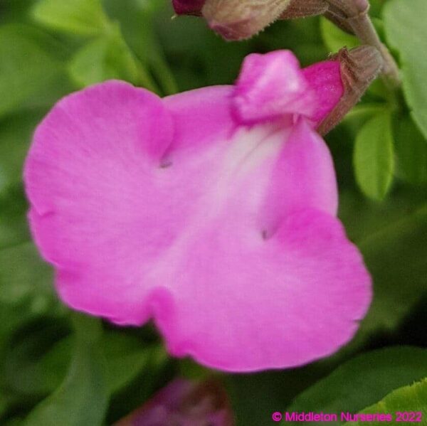 Salvia microphylla ‘Heatwave Sparkle 1 compress