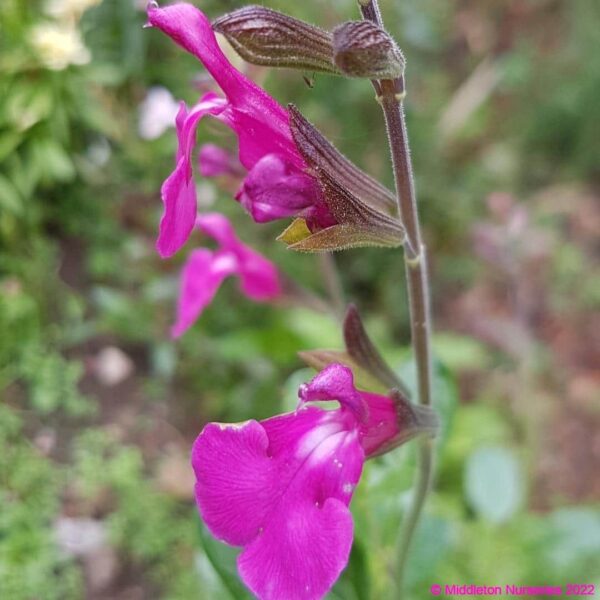 Salvia microphylla ‘Heatwave Sparkle 2 compress