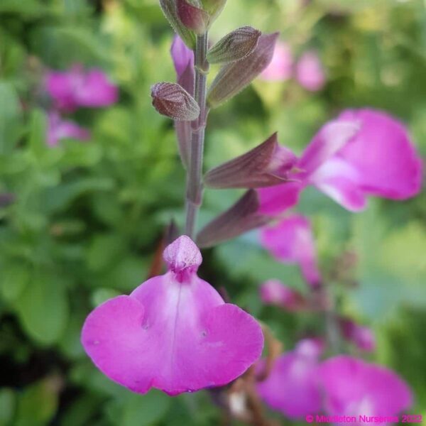 Salvia microphylla ‘Heatwave Sparkle 3 compress
