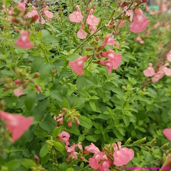 Salvia microphylla ‘Heatwave blast 12 compress