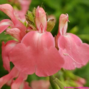Salvia microphylla ‘Heatwave blast 3 compress