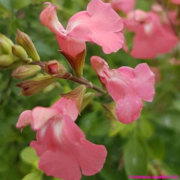 Salvia microphylla ‘Heatwave blast 4 compress