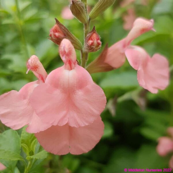 Salvia microphylla ‘Heatwave blast 5 compress