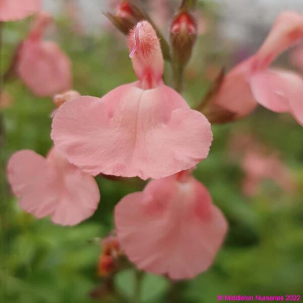Salvia microphylla ‘Heatwave blast 6 compress