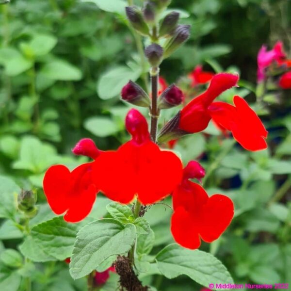 Salvia microphylla ‘Royal Bumble 4 compress
