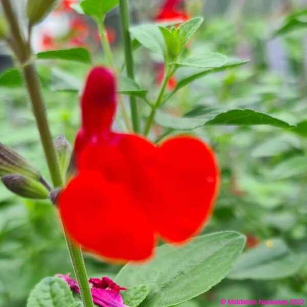 Salvia microphylla ‘Royal Bumble 6 compress