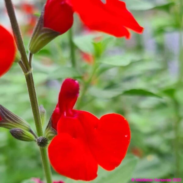 Salvia microphylla ‘Royal Bumble 7 compress