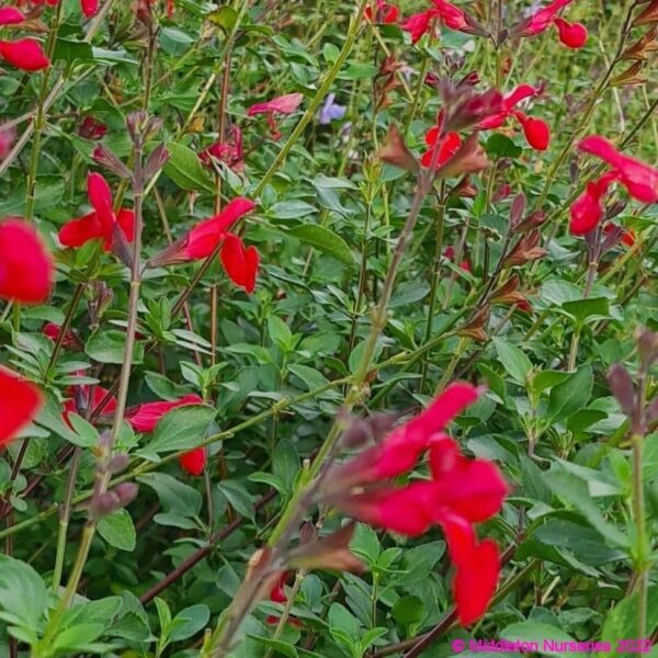 Salvia microphylla ‘Royal Bumble 8 compress