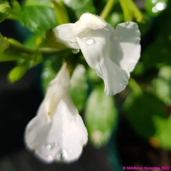 Salvia microphylla Gletscher 2 2 1 compress compress