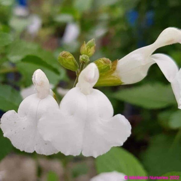 Salvia microphylla Gletscher 3 2 1 compress compress
