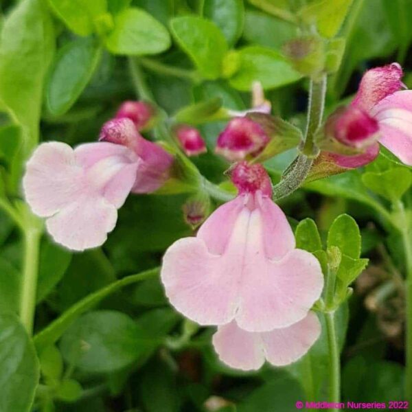 Salvia microphylla Lucia 2 compress