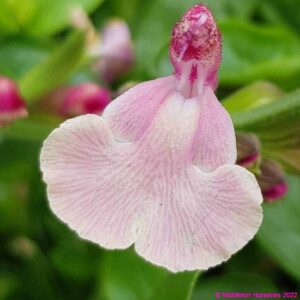 Salvia microphylla Lucia 3 compress
