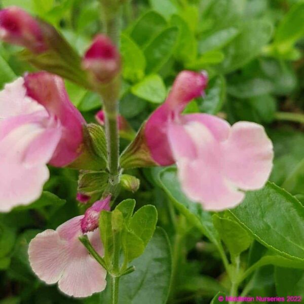 Salvia microphylla Lucia 4 compress