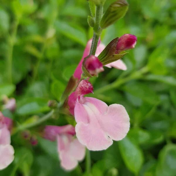 Salvia microphylla Lucia 5 scaled