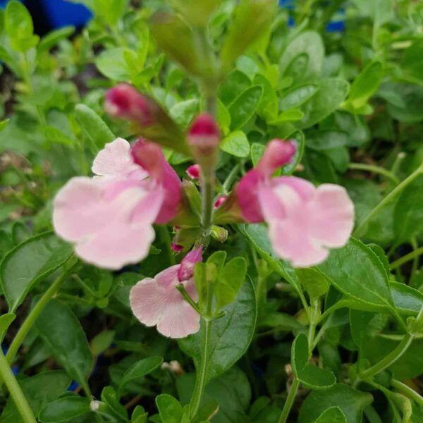 Salvia microphylla Lucia 6 scaled