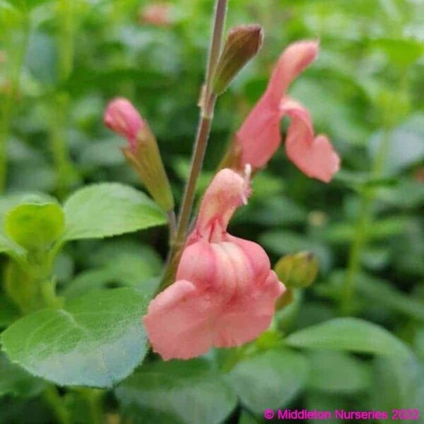 Salvia microphylla Papajan2 compress