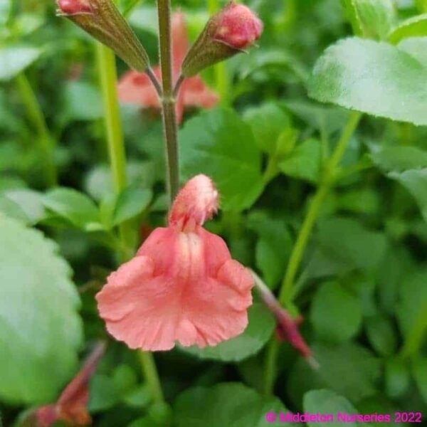 Salvia microphylla Papajan3 compress