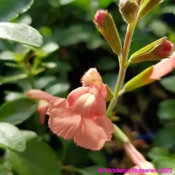 Salvia microphylla Papajan4 compress