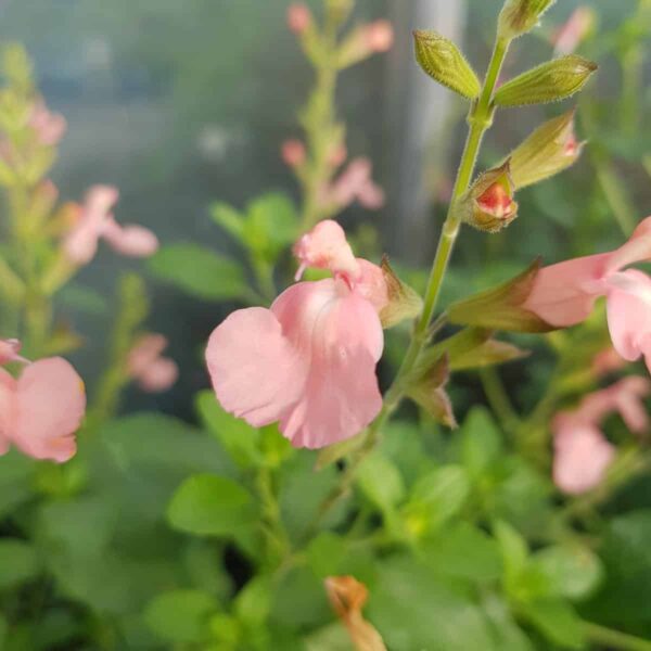 Salvia microphylla Ribambelle 3 scaled