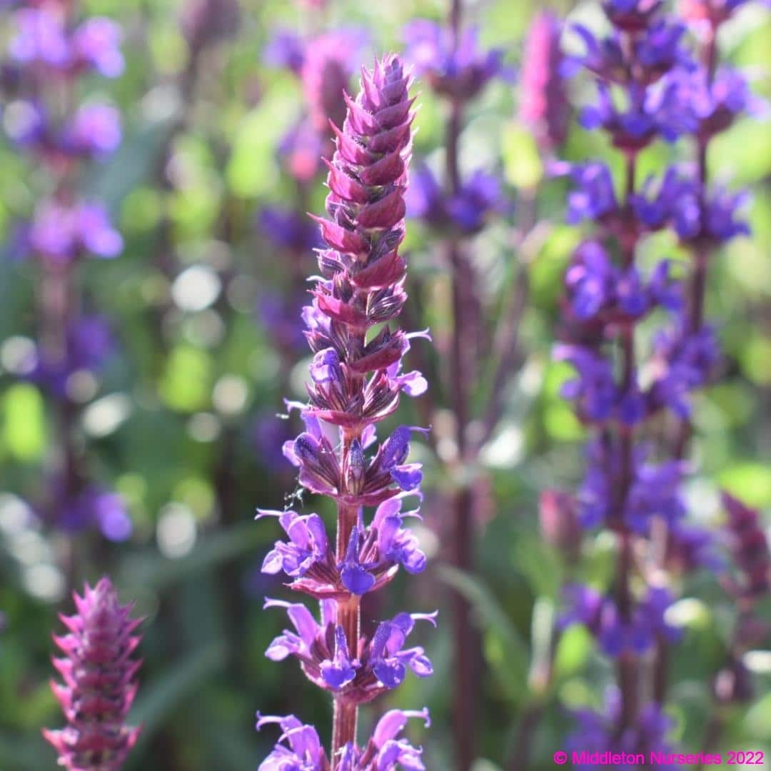 Salvia nemorosa ‘Caradonna 2 compress