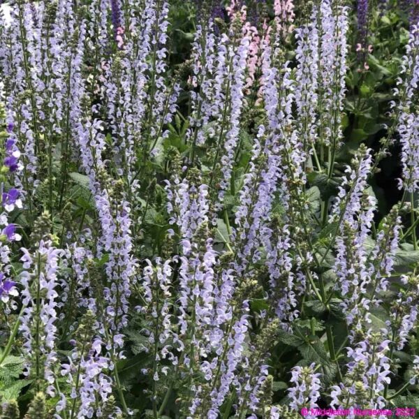 Salvia nemorosa ‘Salute Ice Blue 2 1 compress