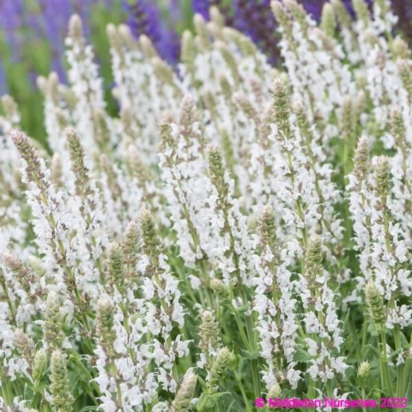 Salvia nemorosa ‘Salute White 1 compress