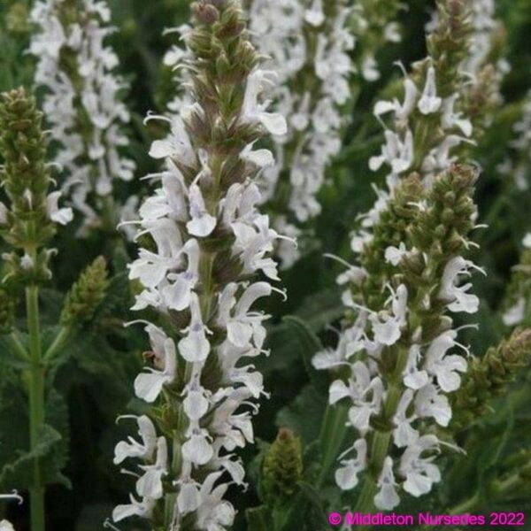 Salvia nemorosa ‘Salute White 3 compress
