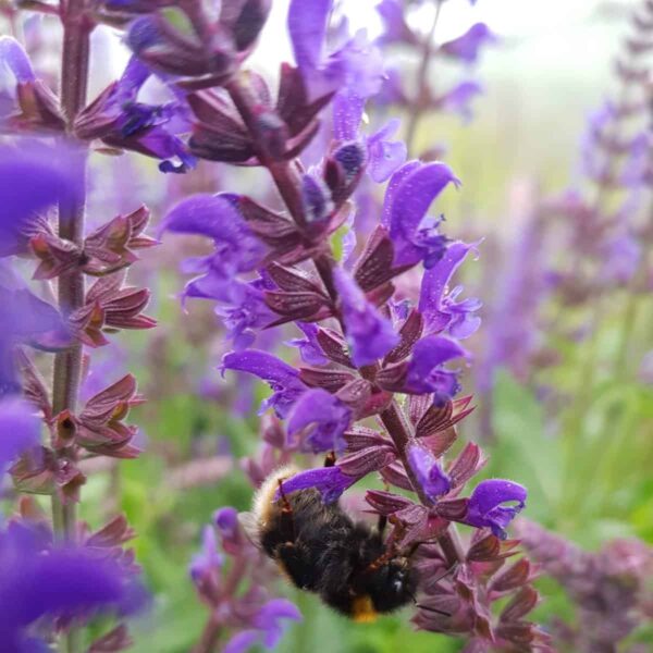Salvia nemorosa ‘Salvatore Blue 8 scaled