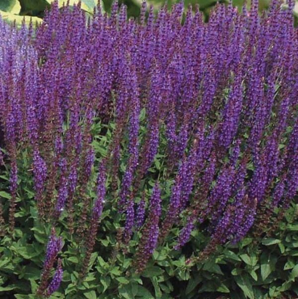 Salvia nemorosa East Friesland 1 compress