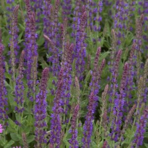 Salvia nemorosa East Friesland 2 compress