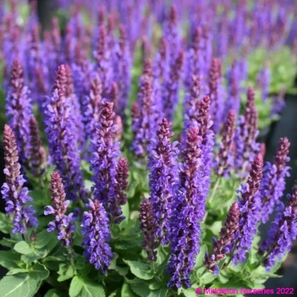 Salvia nemorosa Marcus 2 compress