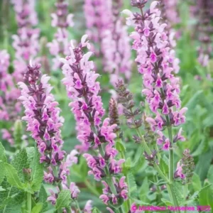 Salvia nemorosa Salute Pink 1 1 compress compress