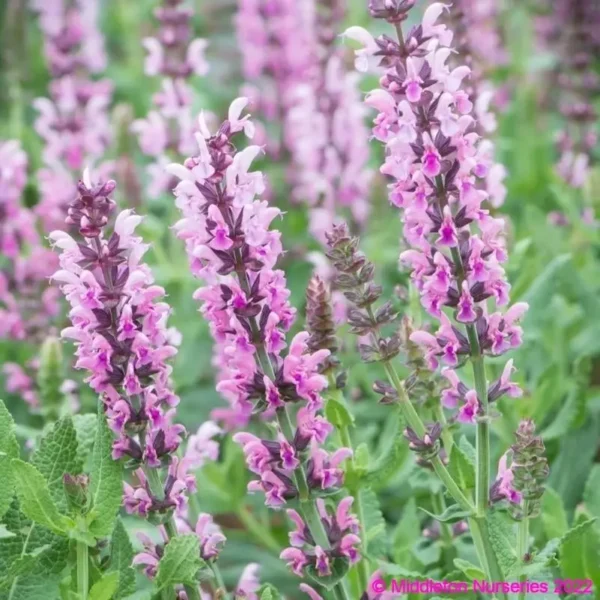 Salvia nemorosa Salute Pink 1 1 compress compress