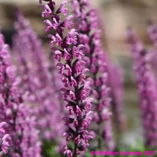Salvia nemorosa Salute Pink 2 1 compress compress