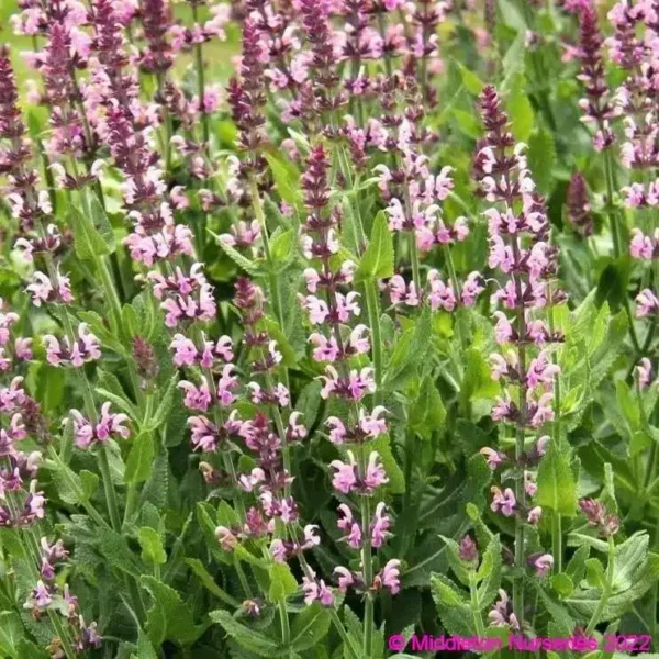 Salvia nemorosa Salute Pink 3 1 compress compress