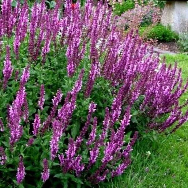 Salvia nemorosa Salute Pink 4 1 compress