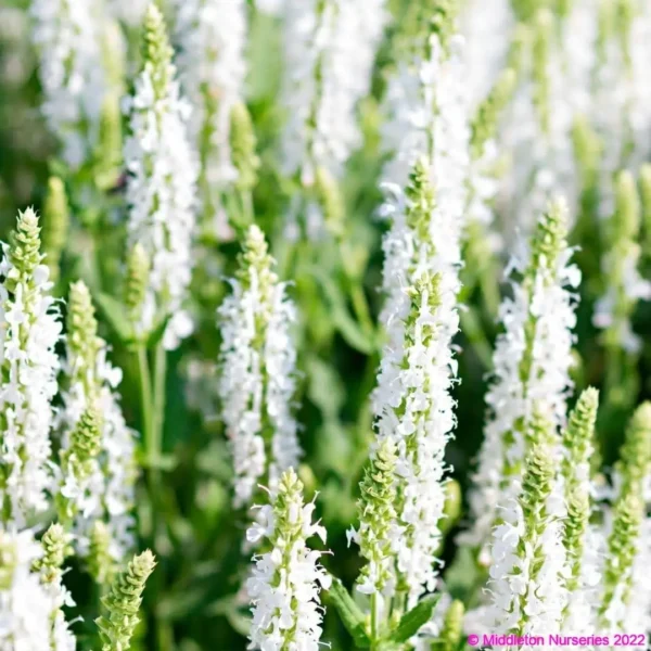 Salvia nemorosa Schneehugel snowhill 1 compress